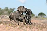 CANE CORSO 353